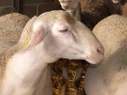 Evaluation De La Douleur Chez Les Ovins