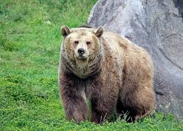 How fast can a black bear run. How Fast Can A Grizzly Bear Run Yellowstone Bear World Yellowstone Bear World