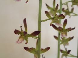 Image result for Eulophia leachii