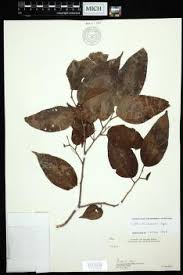 Image result for Celtis zenkeri