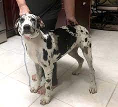 Adopt Jordan On Petfinder Great Dane Rescue Great Dane Dane Dog