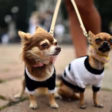 So, which states allow for raccoon domestication? Can Street Dogs Become Good Pets Pacific Standard