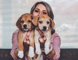 There are many brands of dog food that have a small breed puppy formula that would work well for your new puppy. Boot N Kit Canine Rescue Boot N Kit Canine Rescue