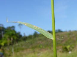 Image result for Eragrostis pilosa