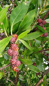 Image result for Conocarpus erectus