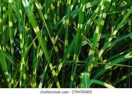 Image result for Miscanthus sinensis Zebrina