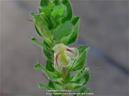 Maybe you would like to learn more about one of these? Nerve Plant Fittonia Albivenis Pink Angel Garden Org