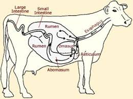 Cow Anatomy At Animal Corner Large Animal Vet Vet Assistant Animal Science