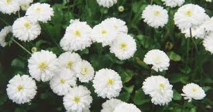 Fleurs Blanches Vivaces Les Plus Belles Photos Par Bonjour Nature Plants Yarrow Plant Wildflower Seeds