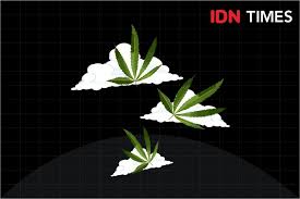 Efek ganja dapat menyebabkan kerusakan otak pada penggunanya karena kandungan zat tht. Ini 5 Fakta Tentang Ganja Sebagai Tanaman Penyembuh