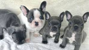 French bulldog, georgia » marietta. French And English Bulldog For Sale Home Facebook