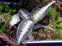 Image result for Goodyera