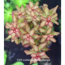 Image result for Ludwigia senegalensis