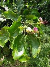 Image result for Intsia bijuga