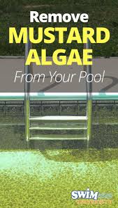 How do you remove algae from a pool? How To Get Rid Of Algae Arxiusarquitectura