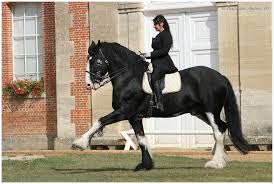 Shire Dressage Love It Horses Beautiful Horses Funny Horses