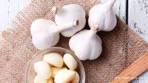 Frekuensinya tergantung dari umur tanaman. 8 Manfaat Bawang Putih Untuk Kesehatan Tubuh Anda