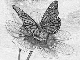 Feminine, sexy, yet scary at the same time. Realistic 3d Butterfly Drawing