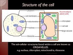 Structure of an animal cell and a plant cell vacoule comparison of plant cell and animal cell comparison of plant cell and animal cell sl.no. Igcse Biology Ppt The Cell Teaching Resources