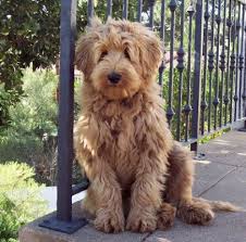 Long Haired Aussie Doodle Yahoo Search Results Dogs Cute Puppies Cute Dogs