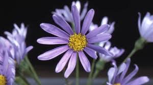 Image result for Felicia grantii