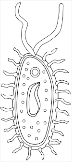 See the category to find more printable coloring sheets. Bacteria Prokaryote Cell Coloring
