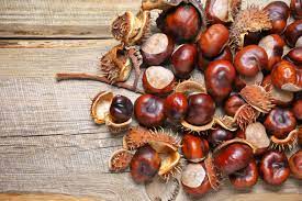 Sweet chestnut cases have lots of very find spikes, giving them the appearance of small green hedgehogs. Can You Eat Horse Chestnuts Information About Poisonous Conkers