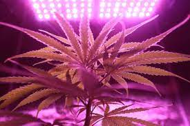 There are literally hundreds of led grow lights out there. The Top 10 Lights For Growing Weed Indoors
