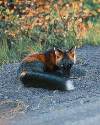 Black And Orange Fox Species Guy Earns The Trust Of A Black And Orange Fox Shares 20 Stunning Pics In 2020 Pet Fox Animals Beautiful Majestic Animals