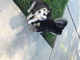 The free spirit siberian rescue opened its doors in 1999 with the intention of rescuing and finding a home for every husky/husky mix in need of rescue. Litter Of 9 Siberian Husky Puppies For Sale In Chicago Il Adn 25828 On Puppyfinder Com Gender Male S Husky Puppies For Sale Litter Of Puppies Siberian Husky