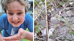 Naturmorgon 12 augusti: här hittar du bilderna till avsnittet