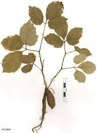 Image result for Ampelocissus obtusata