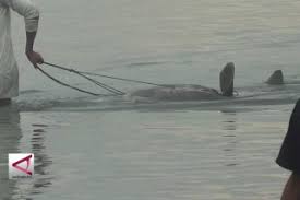 Ikan Tapah Raksasa Terdampar Di Sungai Ogan Antara News