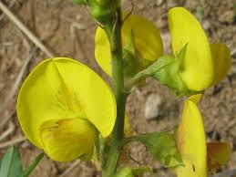 Image result for Crotalaria micans