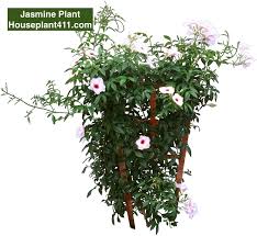Check spelling or type a new query. Jasmine Plant How To Grow Care Guide Houseplant411 Com