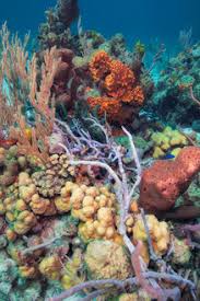 Come join the crew of sundiver snorkel tours to see our beautiful inner reefs located just offshore at the shallow waters of pennekamp state park, also known as the national marine sanctuary, which has protected the reefs since 1963. Scenic Underwater View Of Coral Reef Eleuthera Bahamas Stockphoto