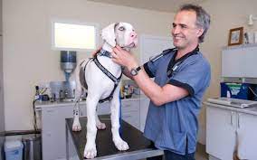 Cat castrate / cat spay. The Pet Vet The Pet Vet Prices