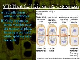 Maybe you would like to learn more about one of these? Cellular Reproduction Mitosis I Cell Division In Eukaryotes A Eukaryotes Use Mitosis To Produce Identical Daughter Cells By Means Of Asexual Reproduction Ppt Download