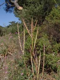 Image result for Heteranthoecia  guineensis