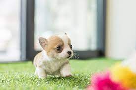Cheap Marvelous Mini Fluffy Welsh Corgi Puppies For Sale Near Me Corgi Puppies For Sale Under 600 Puppies For Sale Welsh Corgi Puppies Baby Puppies For Sale