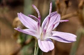 Image result for Iphigenia pauciflora