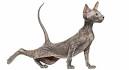 Peterbald Kittens for Sale & Cats for Adoption | Sweetie ...