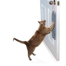 No screaming, no punishing, just that. How To Stop Cat From Scratching Door Cat Loves Best