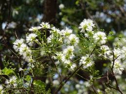 Image result for Albizia procera