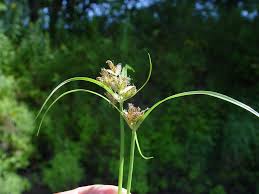 Image result for Cyperus sp.no.4