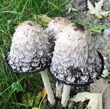Coprinus atramentarius has a smooth cap. Shaggy Manes And Inky Caps Mushrooms Uses And Health Effects Owlcation