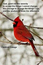 Cardinal Serenity Prayer Cardinal Birds Bird Quotes Beautiful Birds
