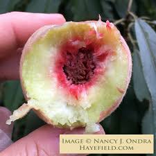 Image result for Prunus persica
