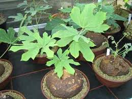 Image result for Neorautanenia