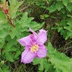 Image result for Clappertonia ficifolia